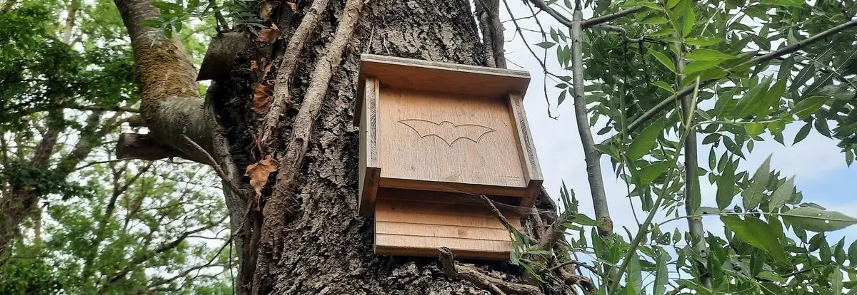 Comment installer un gîte à chauve-souris