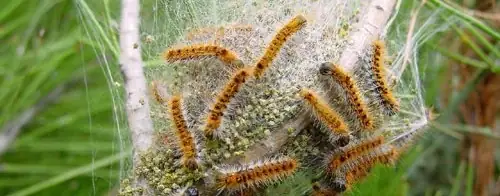 Les chenilles processionnaires de retour!
