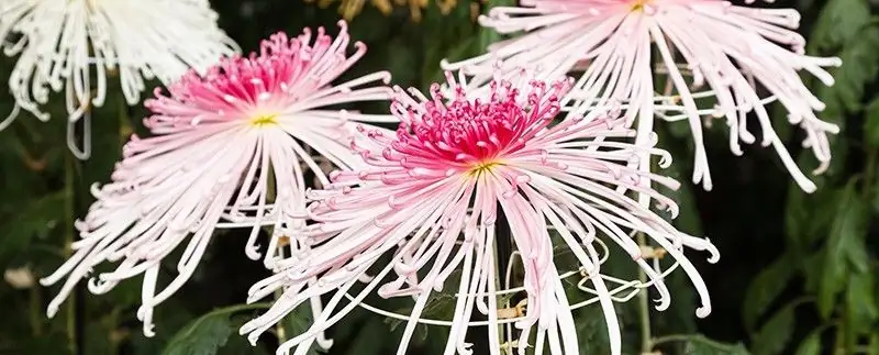 Histoire du chrysanthème