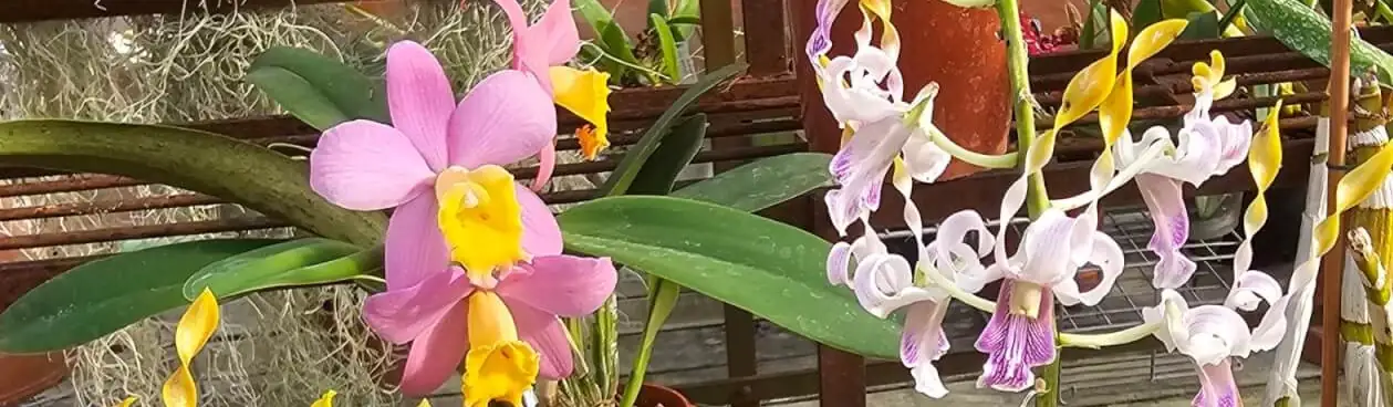 Vacherot & Lecoufle la passion des Orchidées depuis plus de 130 ans