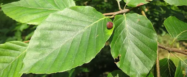 Le Hêtre tricentenaire du parc Dupeyroux à Créteil labellisé arbre remarquable