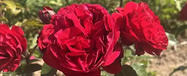 Une rose pour célébrer l’horticulture française