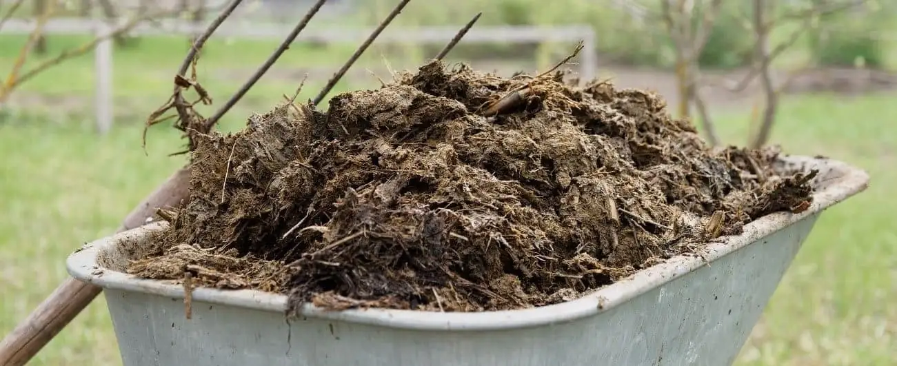 Le fumier : un amendement naturel clé pour votre jardin