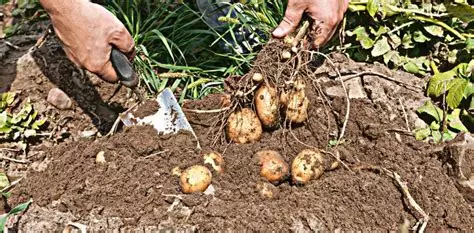 Culture et mode de développement de la pomme de terre