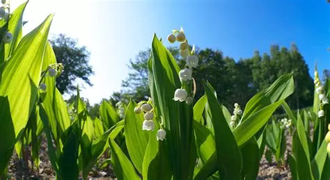 Principaux travaux à réaliser au jardin en mai