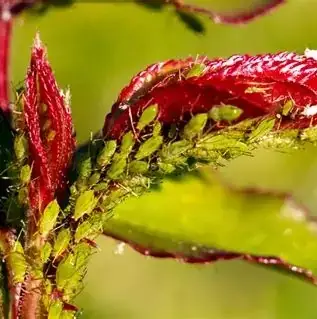 Les questions à se poser avant de vouloir tuer ces insectes nuisibles au potager