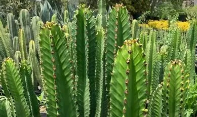 Les Euphorbes d’Afrique du Sud et de Namibie